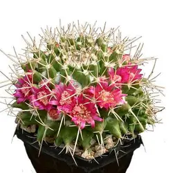بذر کاکتوس مامیلاریا کمپرسا یا آناناسی (Mammillaria compressa)