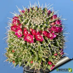 بذر کاکتوس مامیلاریا کمپرسا یا آناناسی (Mammillaria compressa)