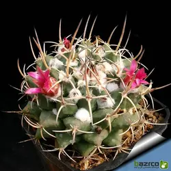 بذر کاکتوس مامیلاریا کمپرسا یا آناناسی (Mammillaria compressa)