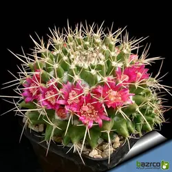 بذر کاکتوس مامیلاریا کمپرسا یا آناناسی (Mammillaria compressa)