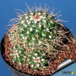 بذر کاکتوس مامیلاریا کمپرسا یا آناناسی (Mammillaria compressa)
