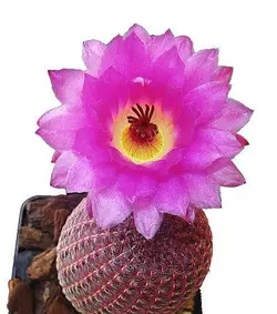 بذر کمیاب کاکتوس زیبای اچینو سرئوس ریجیدیسیموس (Echinocereus rigidissimus)