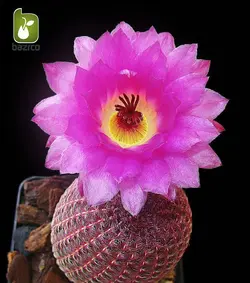 بذر کمیاب کاکتوس زیبای اچینو سرئوس ریجیدیسیموس (Echinocereus rigidissimus)