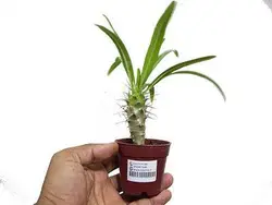 گیاه کوچک نخل ماداگاسکار (Pachypodium Lamerei)