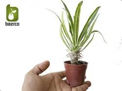گیاه کوچک نخل ماداگاسکار (Pachypodium Lamerei)
