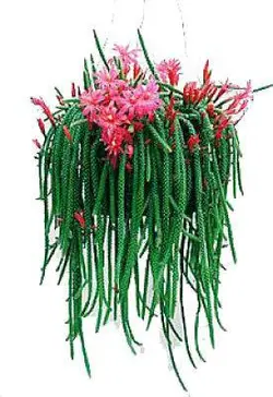 نشاء گیاه کاکتوس دم موشی (Aprocactus flagelliformis)