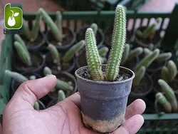 نشاء گیاه کاکتوس دم موشی (Aprocactus flagelliformis)