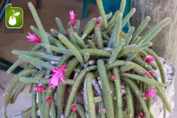 نشاء گیاه کاکتوس دم موشی (Aprocactus flagelliformis)