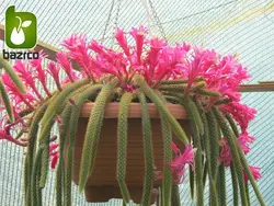 نشاء گیاه کاکتوس دم موشی (Aprocactus flagelliformis)