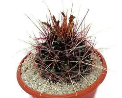 بذر کاکتوس هاماتاکانتیوس ( Hamatocactus hamatacanthus )