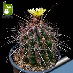 بذر کاکتوس هاماتاکانتیوس ( Hamatocactus hamatacanthus )