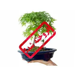 بونسای (درختچه) زیبای افرا ژاپنی (Acer palmatum)