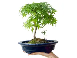 بونسای (درختچه) زیبای افرا ژاپنی (Acer palmatum)