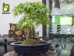 بونسای (درختچه) زیبای افرا ژاپنی (Acer palmatum)