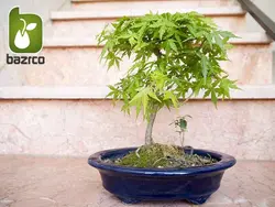 بونسای (درختچه) زیبای افرا ژاپنی (Acer palmatum)