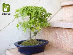 بونسای (درختچه) زیبای افرا ژاپنی (Acer palmatum)