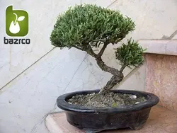 بونسای زیبای کلکسیونی سرو کوهی یا جونیپر(bonsai Juniper)