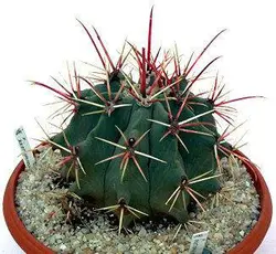 بذر انواع  گونه های کاکتوس های فرو کاکتوس (ferocactus)