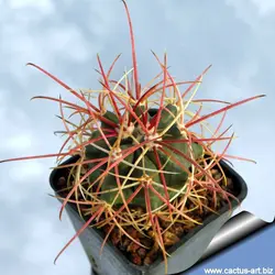 بذر انواع  گونه های کاکتوس های فرو کاکتوس (ferocactus)