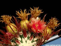 بذر انواع  گونه های کاکتوس های فرو کاکتوس (ferocactus)