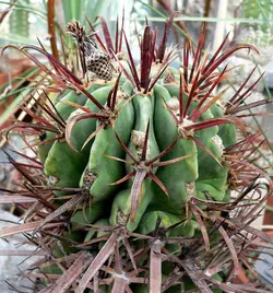 بذر انواع  گونه های کاکتوس های فرو کاکتوس (ferocactus)