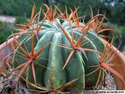 بذر انواع  گونه های کاکتوس های فرو کاکتوس (ferocactus)