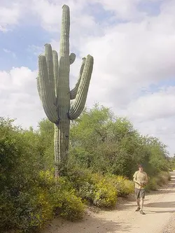 بذر کاکتوس کارنژیا  یا ساگوآرا (carnegiea gigantea)