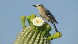 بذر کاکتوس کارنژیا  یا ساگوآرا (carnegiea gigantea)