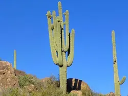 بذر کاکتوس کارنژیا  یا ساگوآرا (carnegiea gigantea)