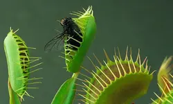 بذر گیاه ونوس حشره خوار و گوشت خوار (Venus Flytrap)