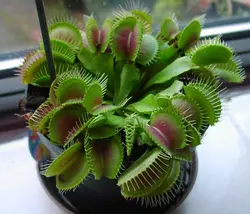 بذر گیاه ونوس حشره خوار و گوشت خوار (Venus Flytrap)