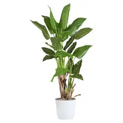 گیاه آپارتمانی فیلودندرون بالا رونده