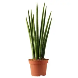 گیاه آپارتمانی SANSEVIERIA CYLINDRICA