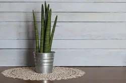 گیاه آپارتمانی SANSEVIERIA CYLINDRICA