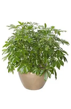 گیاه آپارتمانی شفلرا آربوریکلا