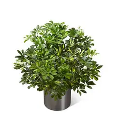 گیاه آپارتمانی شفلرا آربوریکلا