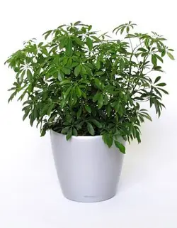 گیاه آپارتمانی شفلرا آربوریکلا