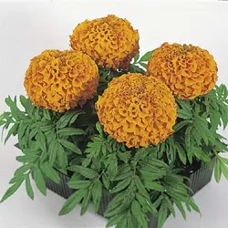 بذر گل جعفری رنگ نارنجی گل درشت پرپر پا کوتاه واریته آنتیگوا شرکت سینجنتا