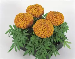 بذر گل جعفری رنگ نارنجی گل درشت پرپر پا کوتاه واریته آنتیگوا شرکت سینجنتا