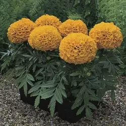 بذر گل جعفری رنگ نارنجی گل درشت پرپر پا کوتاه واریته آنتیگوا شرکت سینجنتا