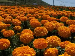 بذر گل جعفری رنگ نارنجی گل درشت پرپر پا کوتاه واریته آنتیگوا شرکت سینجنتا