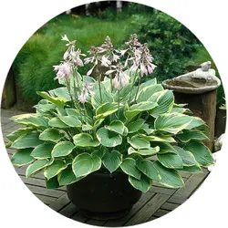 ریشه گیاه هوستا یا سوسن پلانتین (Hosta)