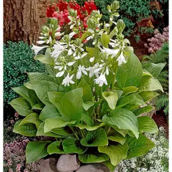 ریشه گیاه هوستا یا سوسن پلانتین (Hosta)