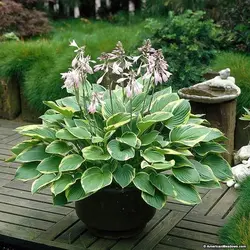 ریشه گیاه هوستا یا سوسن پلانتین (Hosta)
