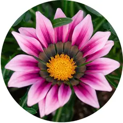 بذر گل گازانیا پاکوتاه رنگ صورتی سایه شرکت پن آمریکن واریته Gazania New Day Pink Shade