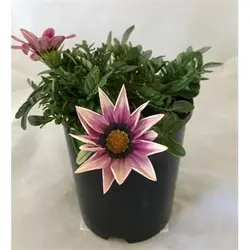 بذر گل گازانیا پاکوتاه رنگ صورتی سایه شرکت پن آمریکن واریته Gazania New Day Pink Shade