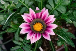 بذر گل گازانیا پاکوتاه رنگ صورتی سایه شرکت پن آمریکن واریته Gazania New Day Pink Shade