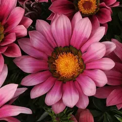 بذر گل گازانیا پاکوتاه رنگ صورتی سایه شرکت پن آمریکن واریته Gazania New Day Pink Shade