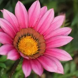 بذر گل گازانیا پاکوتاه رنگ صورتی سایه شرکت پن آمریکن واریته Gazania New Day Pink Shade