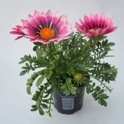 بذر گل گازانیا پاکوتاه رنگ صورتی سایه شرکت پن آمریکن واریته Gazania New Day Pink Shade